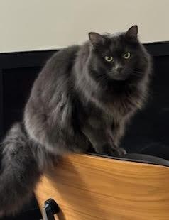 Enlarge Noe, a Adoptable Domestic Long Hair in Bainbridge Island, WA image 1/6