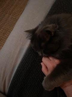 Enlarge Noe, a Adoptable Domestic Long Hair in Bainbridge Island, WA image 6/6