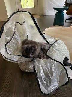 Enlarge Noe, a Adoptable Domestic Long Hair in Bainbridge Island, WA image 4/6