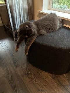 Enlarge Noe, a Adoptable Domestic Long Hair in Bainbridge Island, WA image 2/6