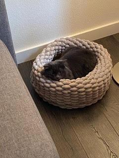 Enlarge Noe, a Adoptable Domestic Long Hair in Bainbridge Island, WA image 5/6