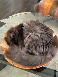 Enlarge Noe, a Adoptable Domestic Long Hair in Bainbridge Island, WA image 3/6