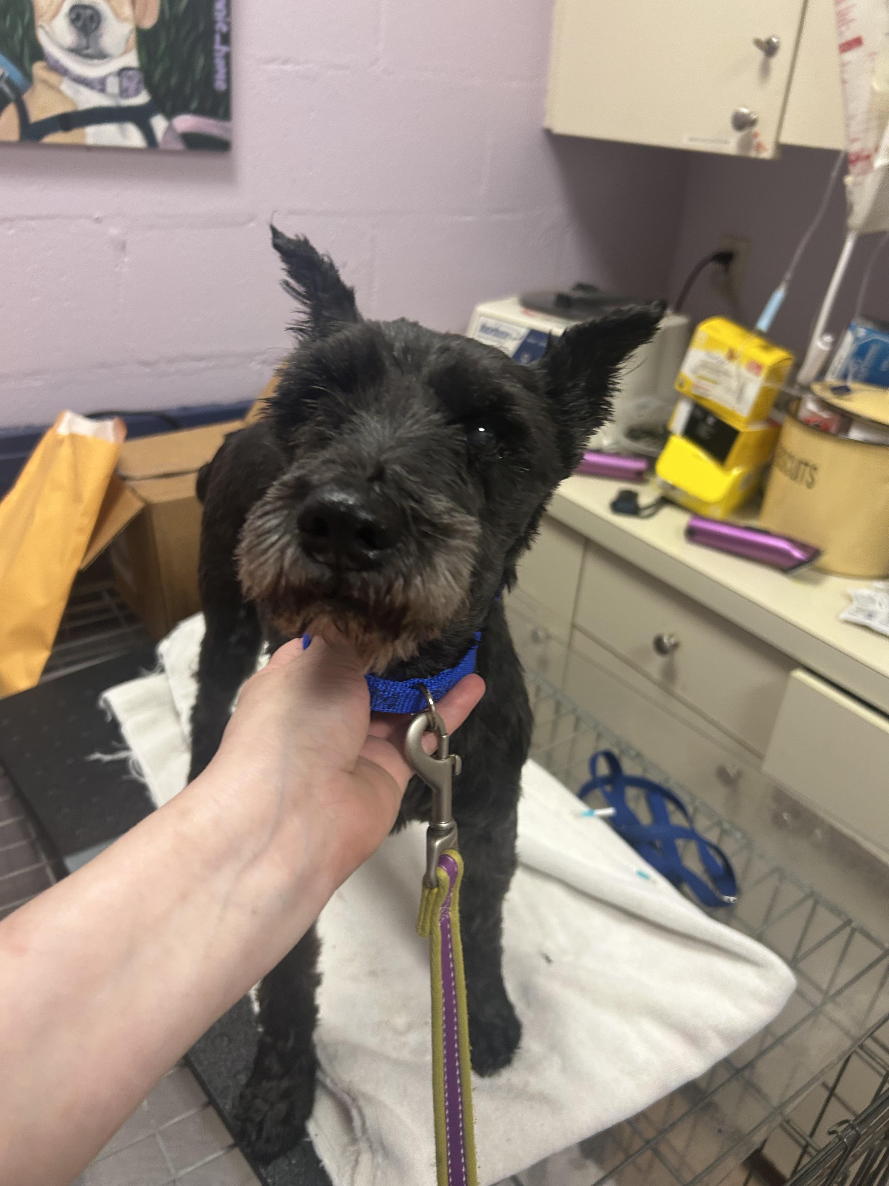 Enlarge Elroy-HOSPICE, an adopted Miniature Schnauzer in Oak Ridge, NJ image 4/5