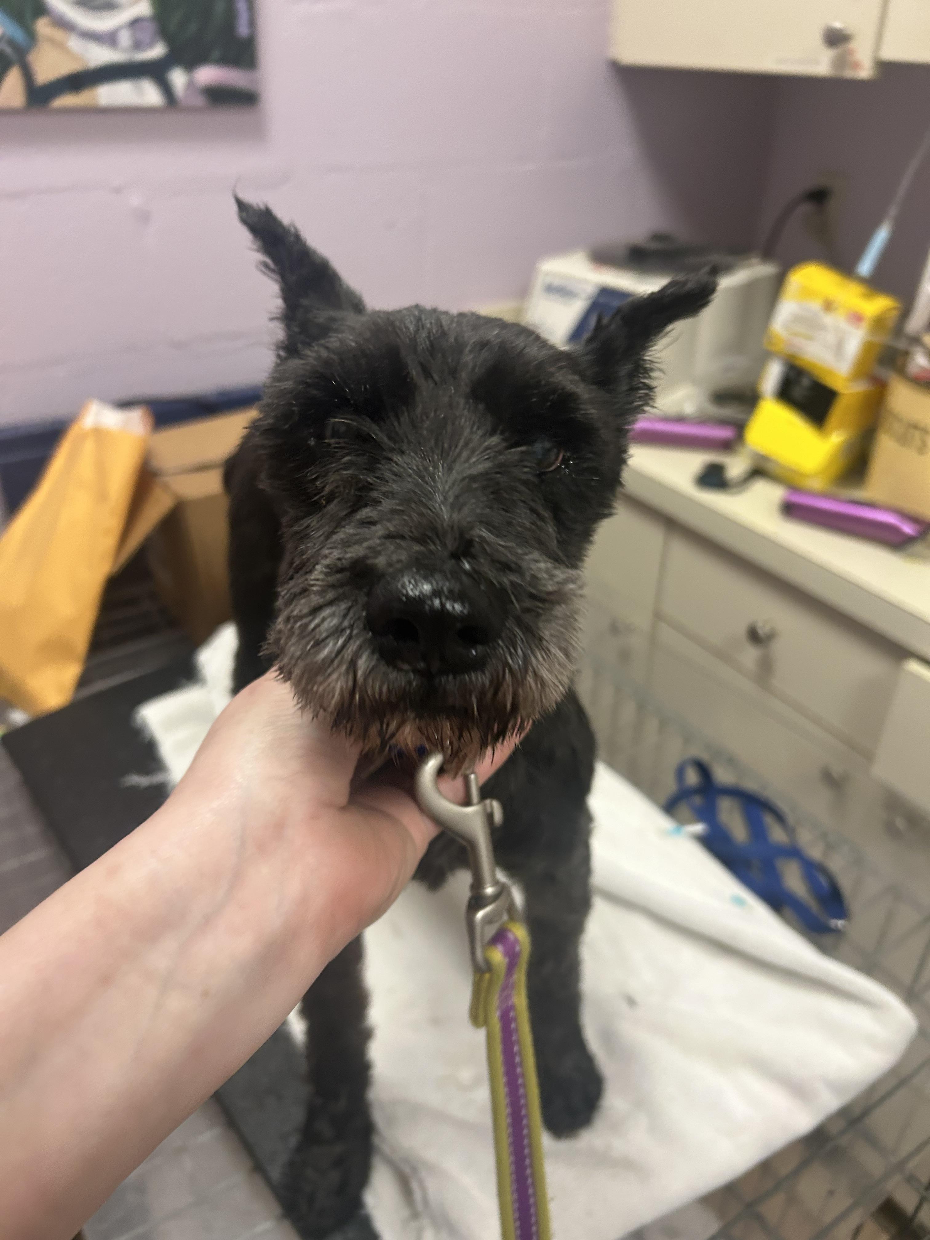 Enlarge Elroy-HOSPICE, an adopted Miniature Schnauzer in Oak Ridge, NJ image 5/5