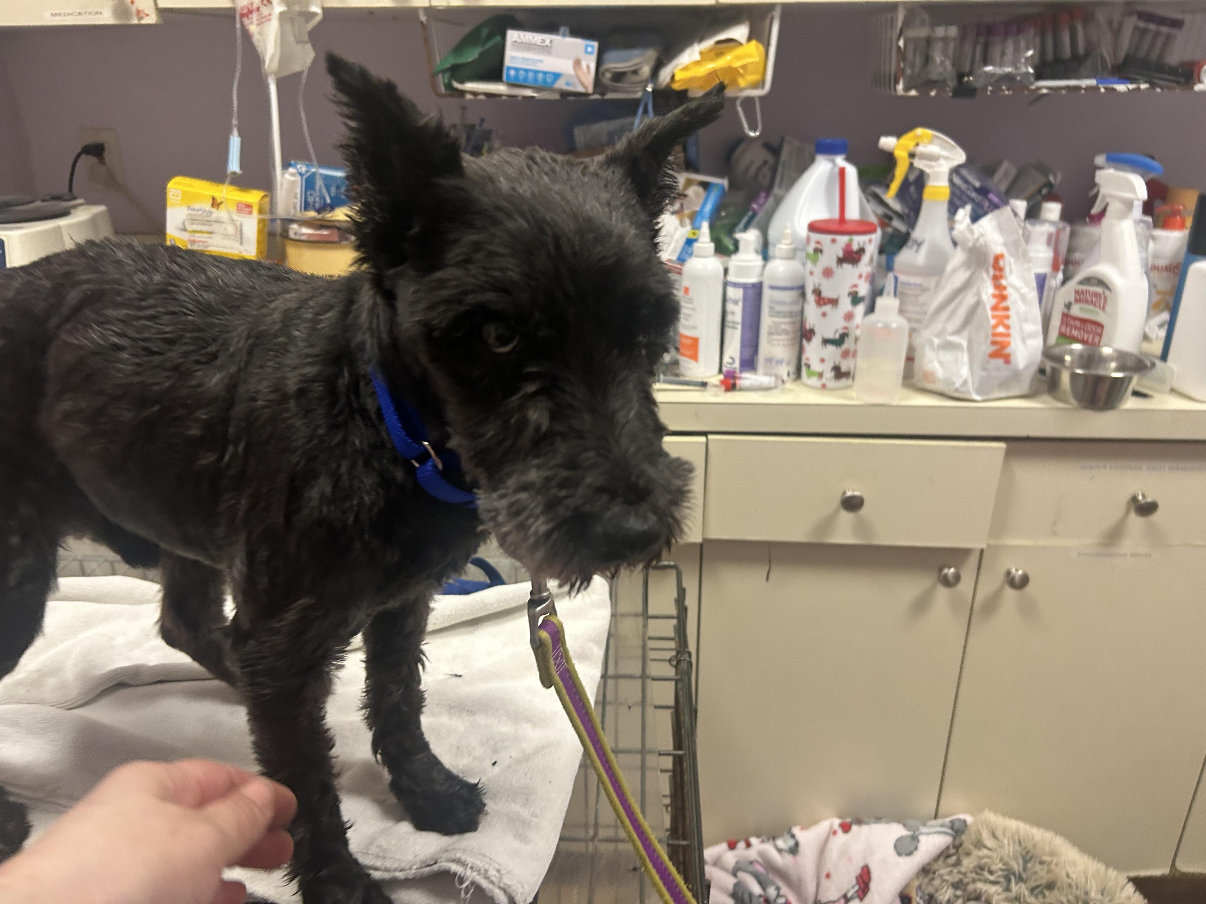 Enlarge Elroy-HOSPICE, an adopted Miniature Schnauzer in Oak Ridge, NJ image 1/5