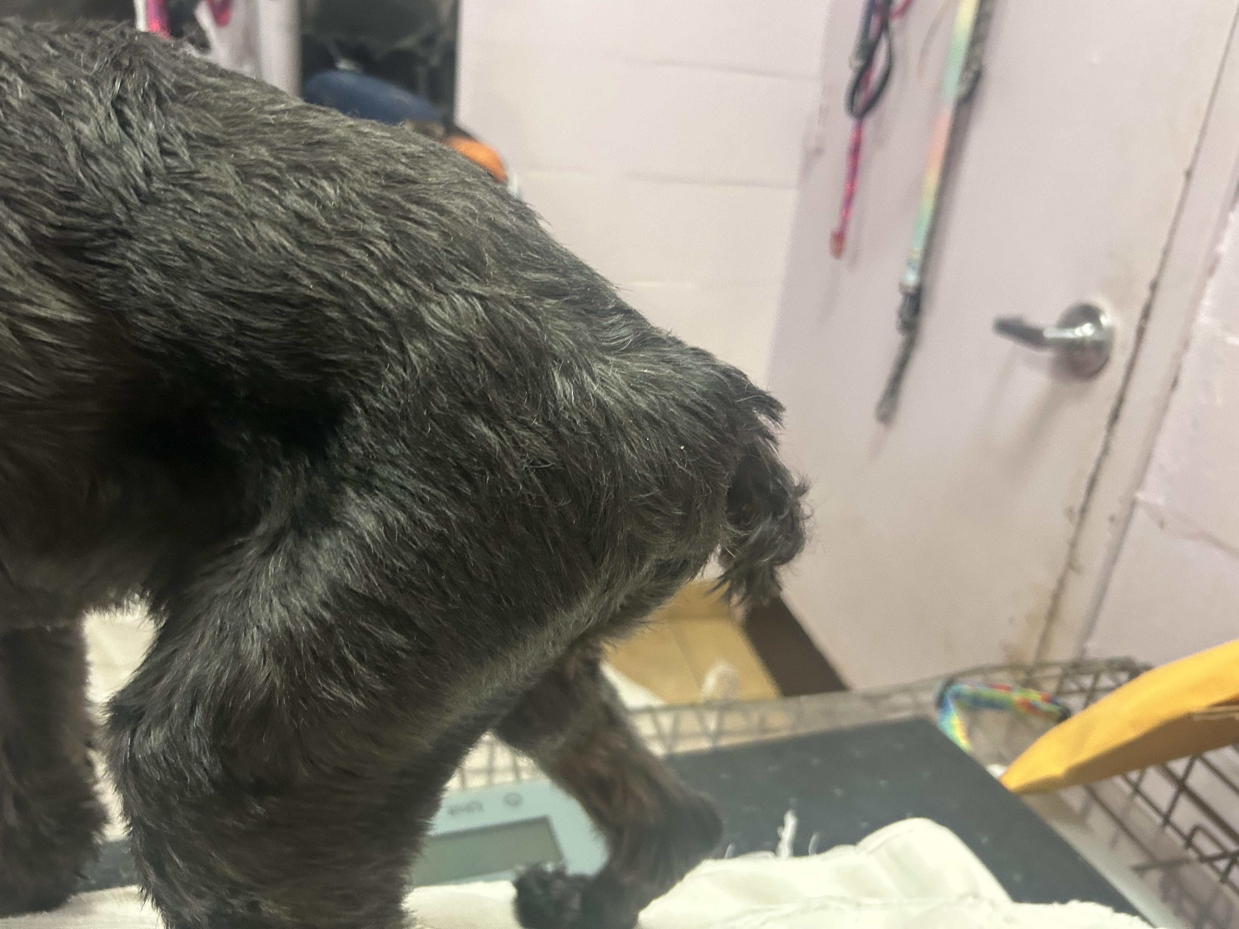 Enlarge Elroy-HOSPICE, an adopted Miniature Schnauzer in Oak Ridge, NJ image 3/5