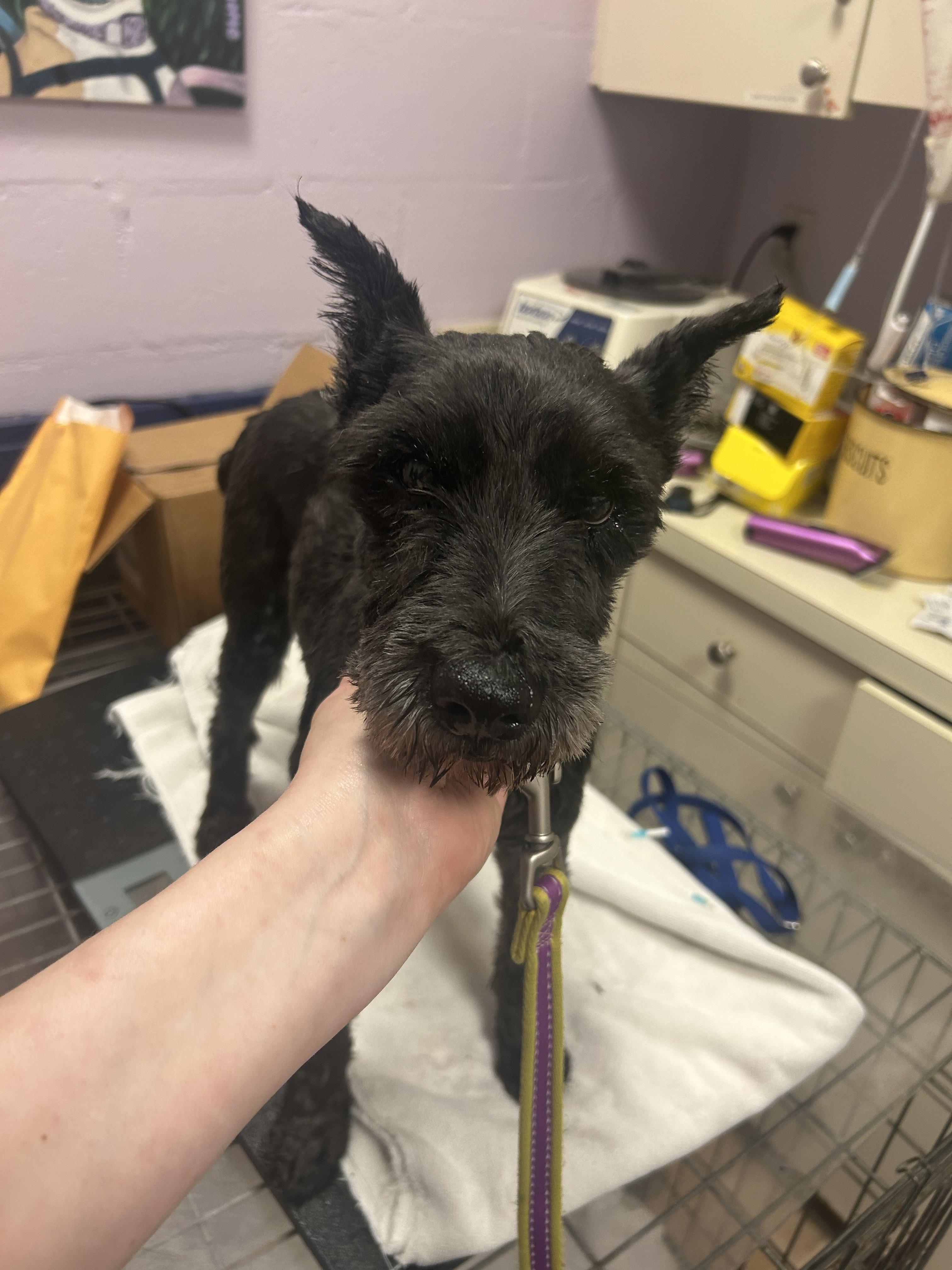 Enlarge Elroy-HOSPICE, an adopted Miniature Schnauzer in Oak Ridge, NJ image 2/5