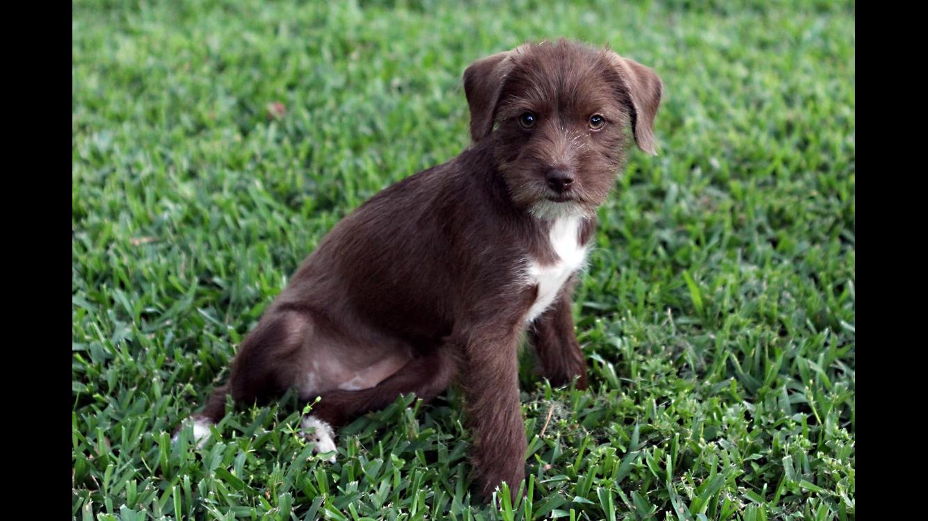 Sylveon, Adopted, Young Female Terrier & Poodle.