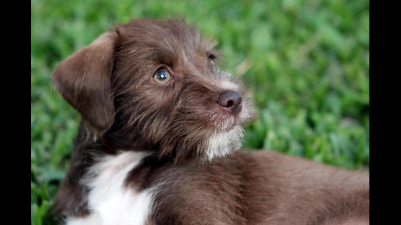 Enlarge Sylveon, a Adopted mixed breed in Rosenberg, TX image 2/3