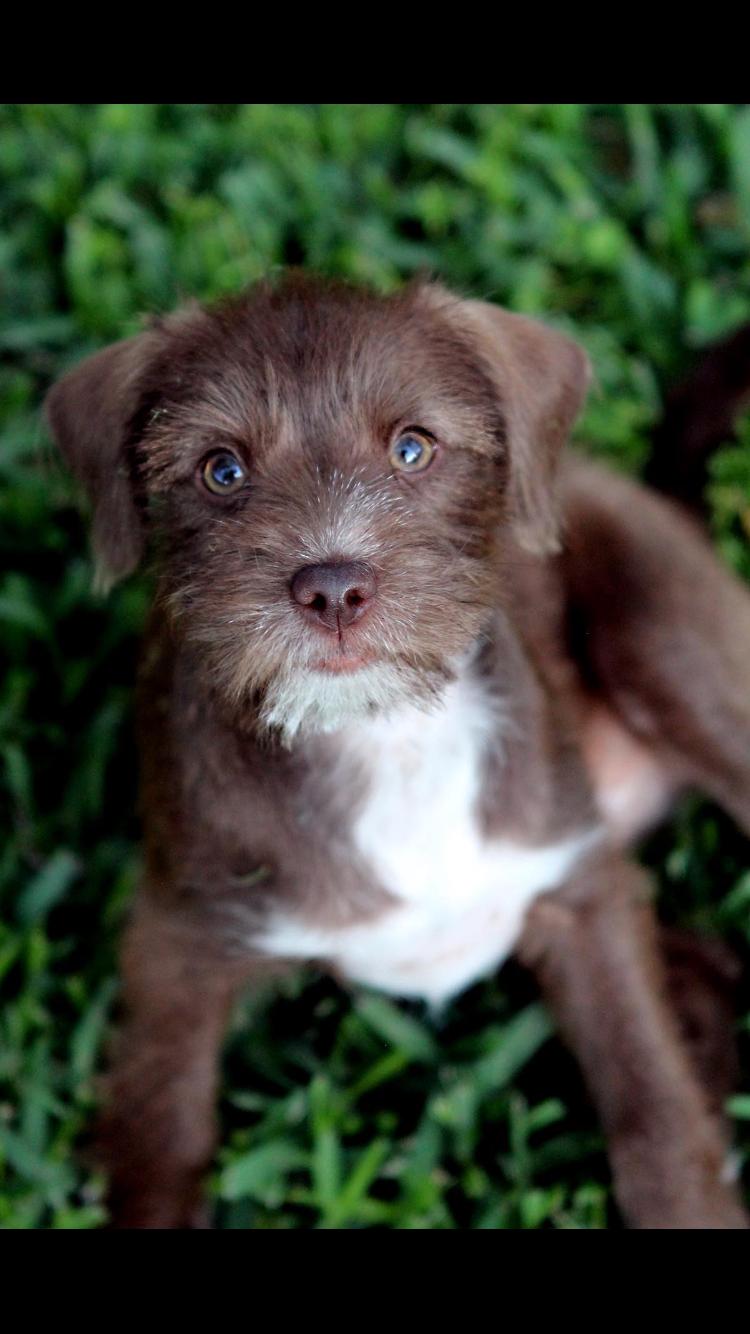 Enlarge Sylveon, a Adopted mixed breed in Rosenberg, TX image 3/3
