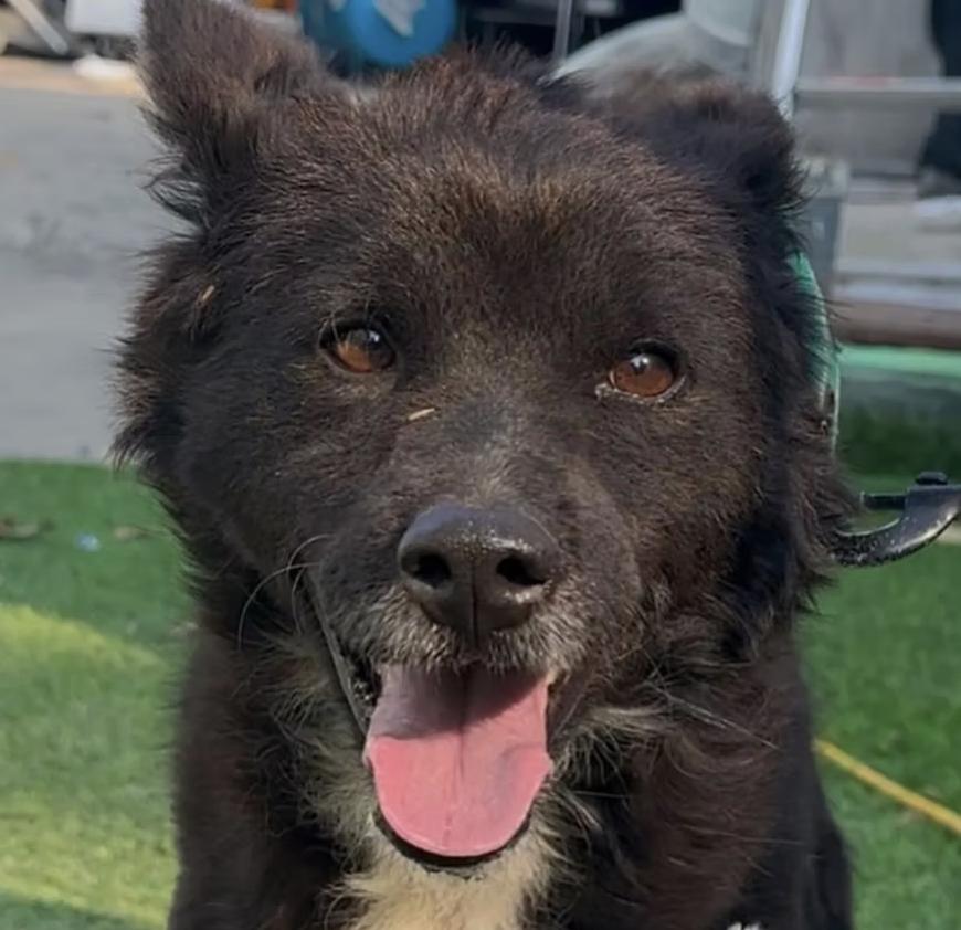 Taquito, an adopted mixed breed in San diego, CA image 3/6