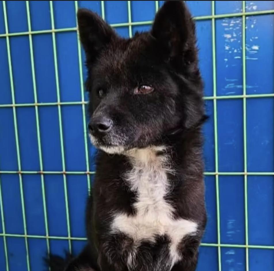 Taquito, an adopted mixed breed in San diego, CA image 4/6