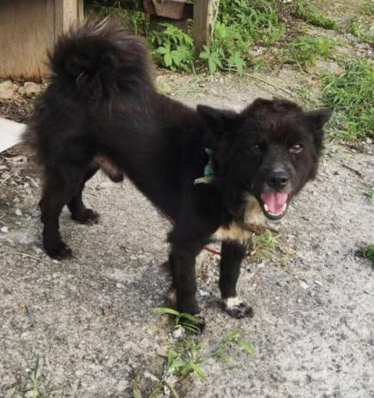 Taquito, an adopted mixed breed in San diego, CA image 5/6