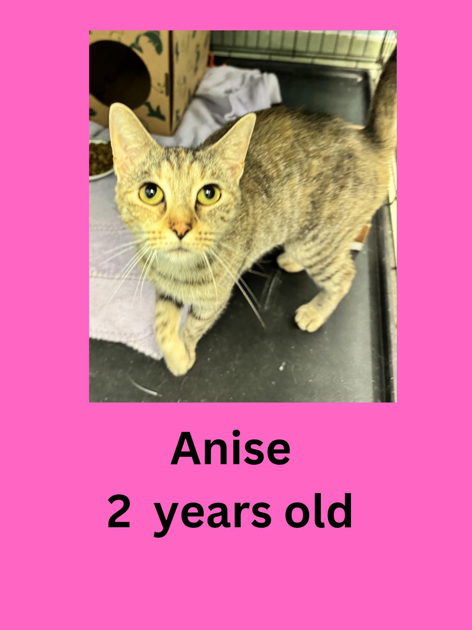 Anise, ADOPTABLE, Adult Female Domestic Short Hair.
