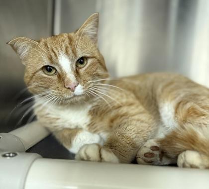 Enlarge Cheese Whiz, a Adoptable mixed breed in Wilkesboro, NC image 1/3