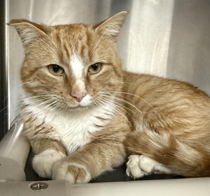 Enlarge Cheese Whiz, a Adoptable mixed breed in Wilkesboro, NC image 2/3