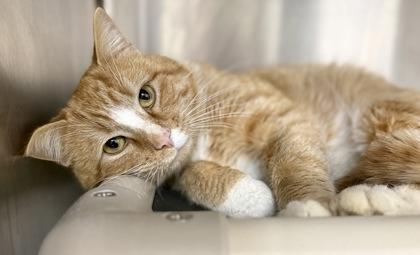 Enlarge Cheese Whiz, a Adoptable mixed breed in Wilkesboro, NC image 3/3