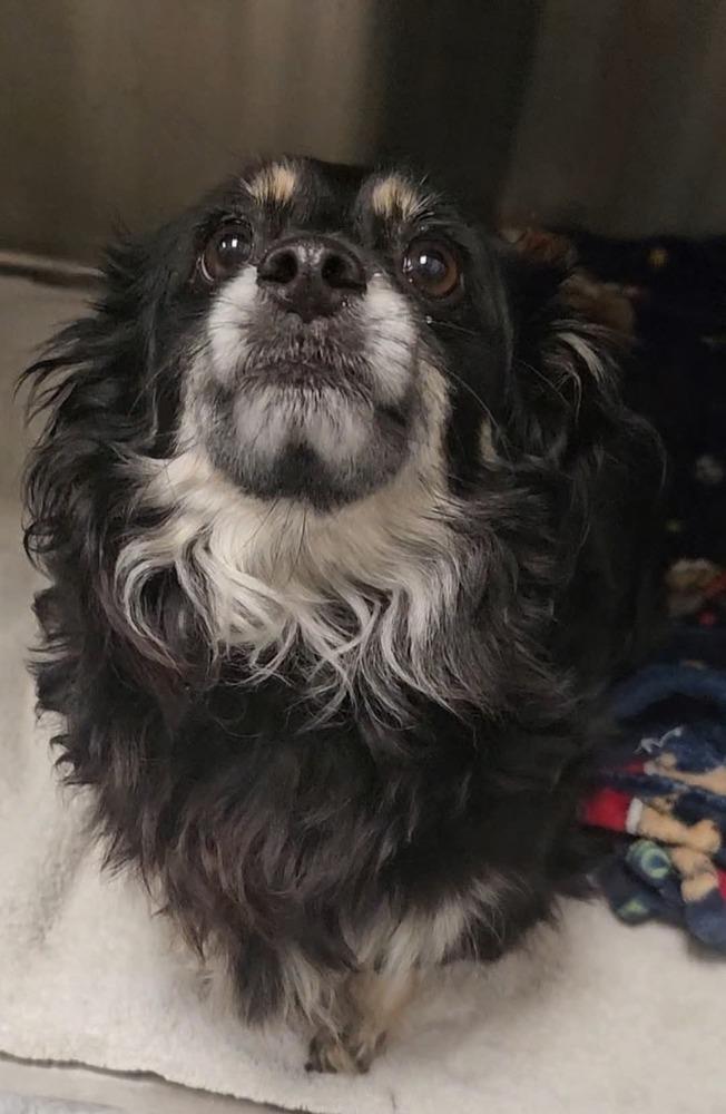 Linda, Adoptable, Senior Female Pekingese & Shih Tzu.