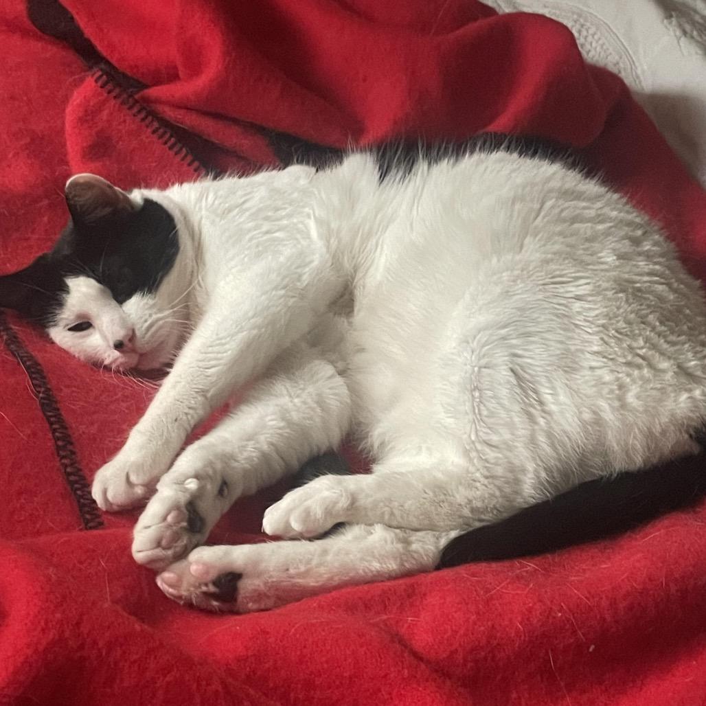 Cheesecake C10669, Adoptable, Senior Male Domestic Short Hair.