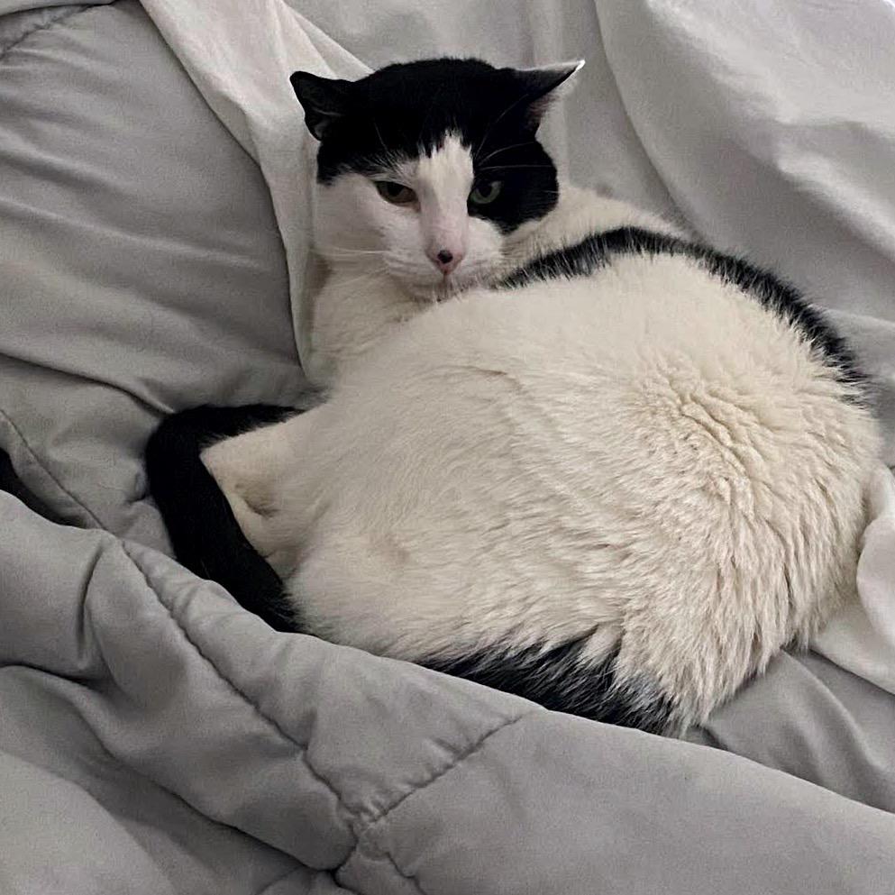 Enlarge Cheesecake C10669, a Adoptable Domestic Short Hair in St. Paul, MN image 1/5