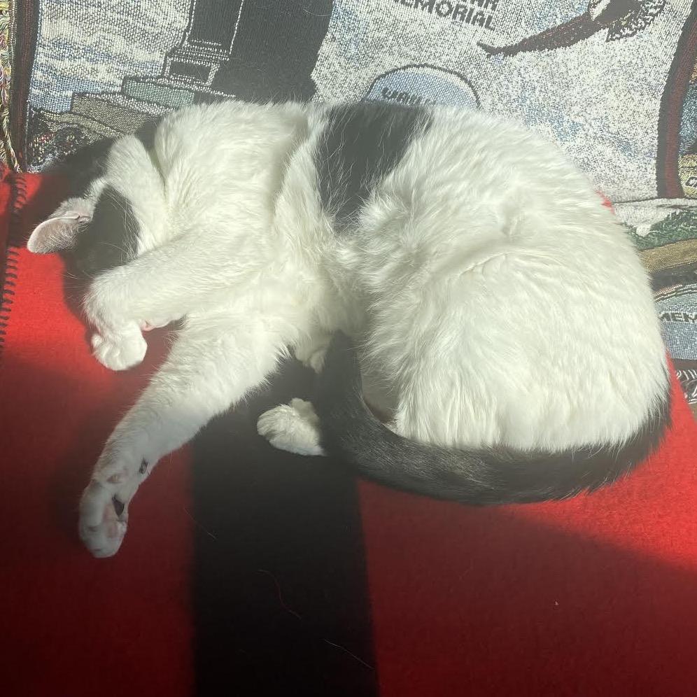 Enlarge Cheesecake C10669, a Adoptable Domestic Short Hair in Princeton, MN image 2/5