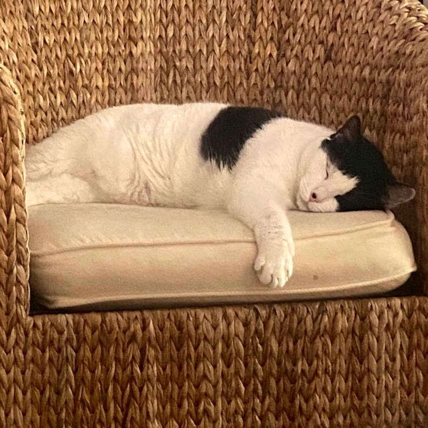Enlarge Cheesecake C10669, a Adoptable Domestic Short Hair in St. Paul, MN image 2/5