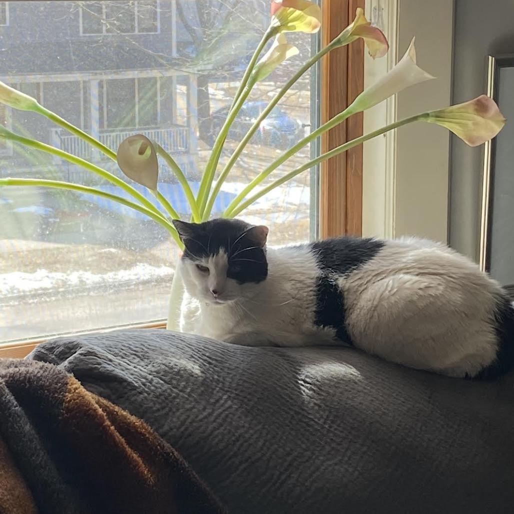 Enlarge Cheesecake C10669, a Adoptable Domestic Short Hair in Princeton, MN image 3/5