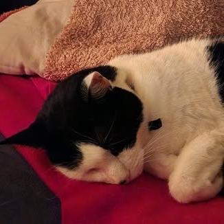Enlarge Cheesecake C10669, a Adoptable Domestic Short Hair in Princeton, MN image 4/5