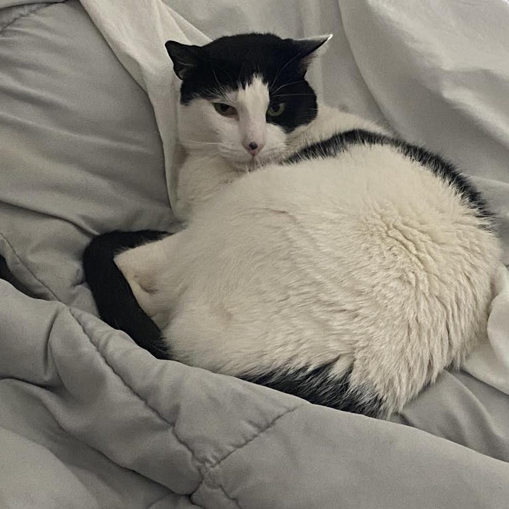 Enlarge Cheesecake C10669, a Adoptable Domestic Short Hair in Princeton, MN image 5/5