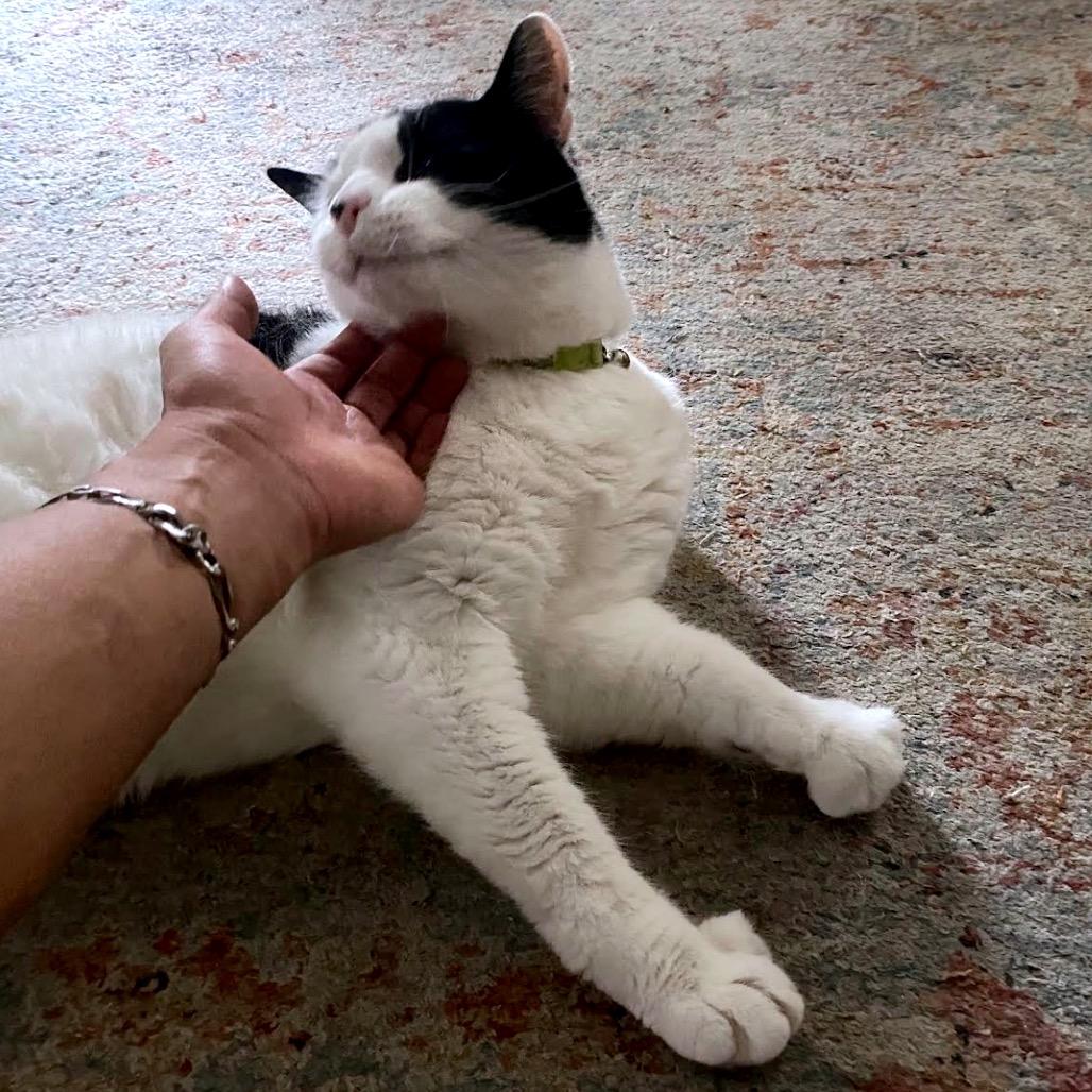 Enlarge Cheesecake C10669, a Adoptable Domestic Short Hair in St. Paul, MN image 5/5