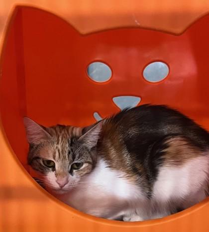 Cat available for adoption - (360) 629-7055