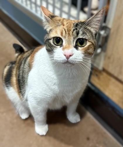 Sunshine, Adoptable, Adult Female Domestic Short Hair.