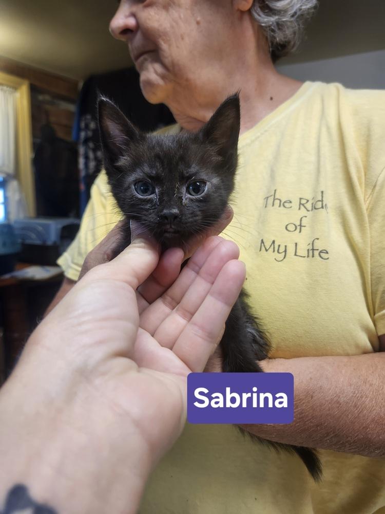 Enlarge Sabrina, a Adoptable mixed breed in East Greenville, PA image 1/2