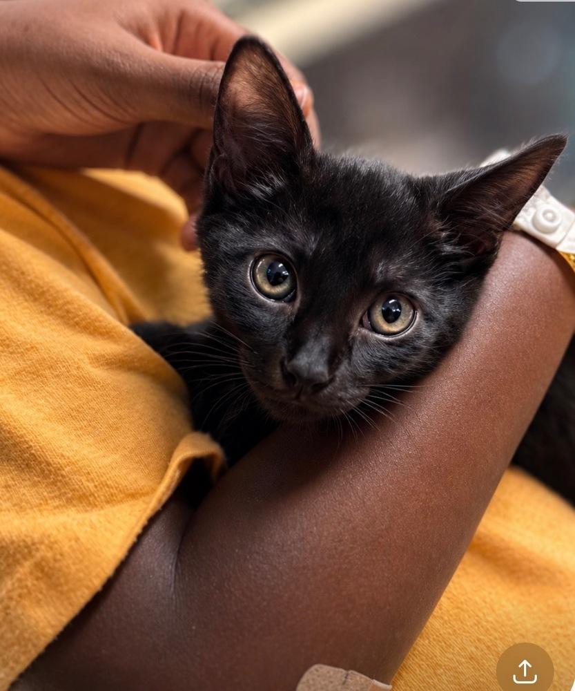 Enlarge Sabrina, a Adoptable mixed breed in East Greenville, PA image 2/2