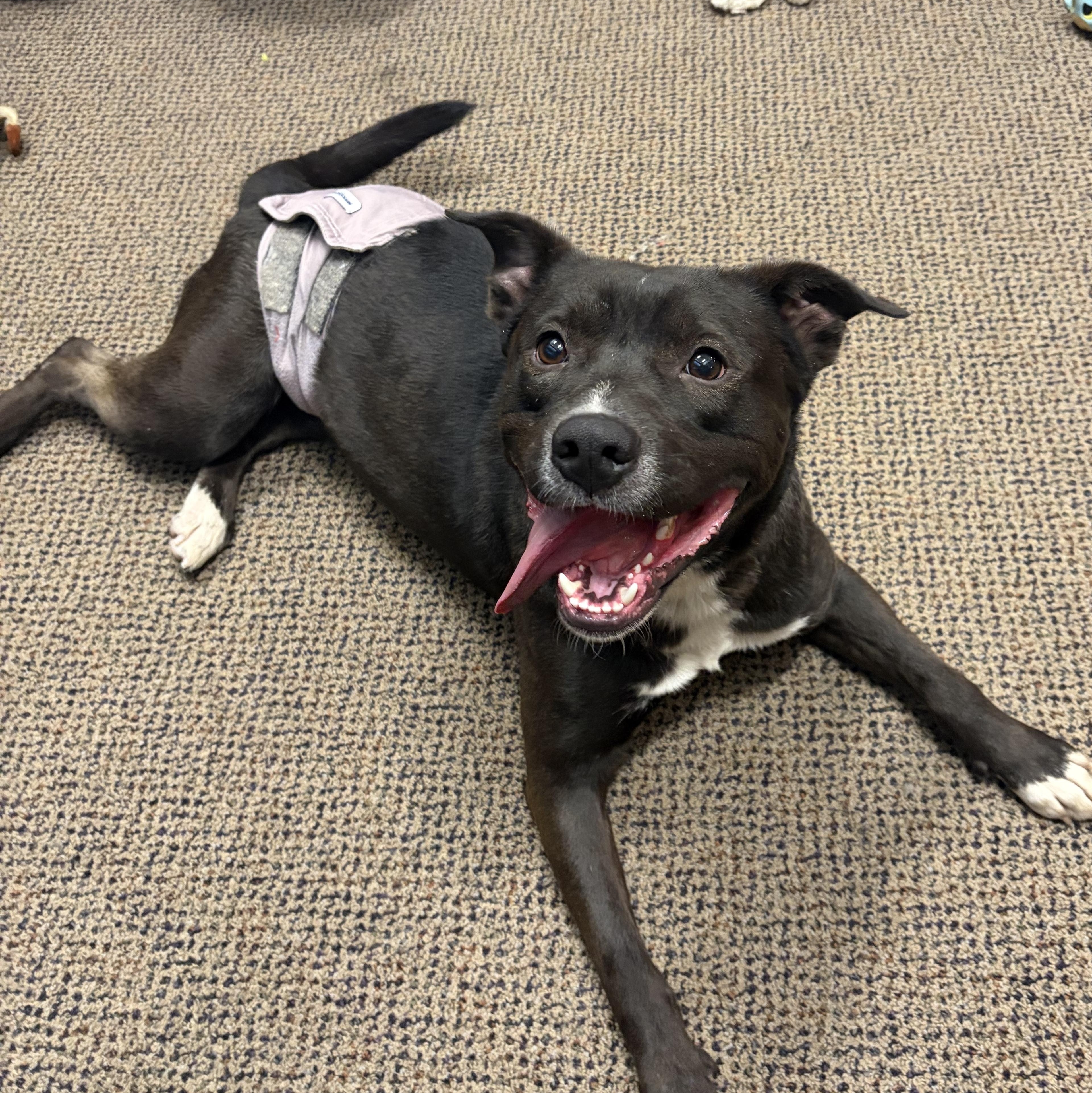 Enlarge Rick, a Adopted mixed breed in Downers Grove, IL image 5/5