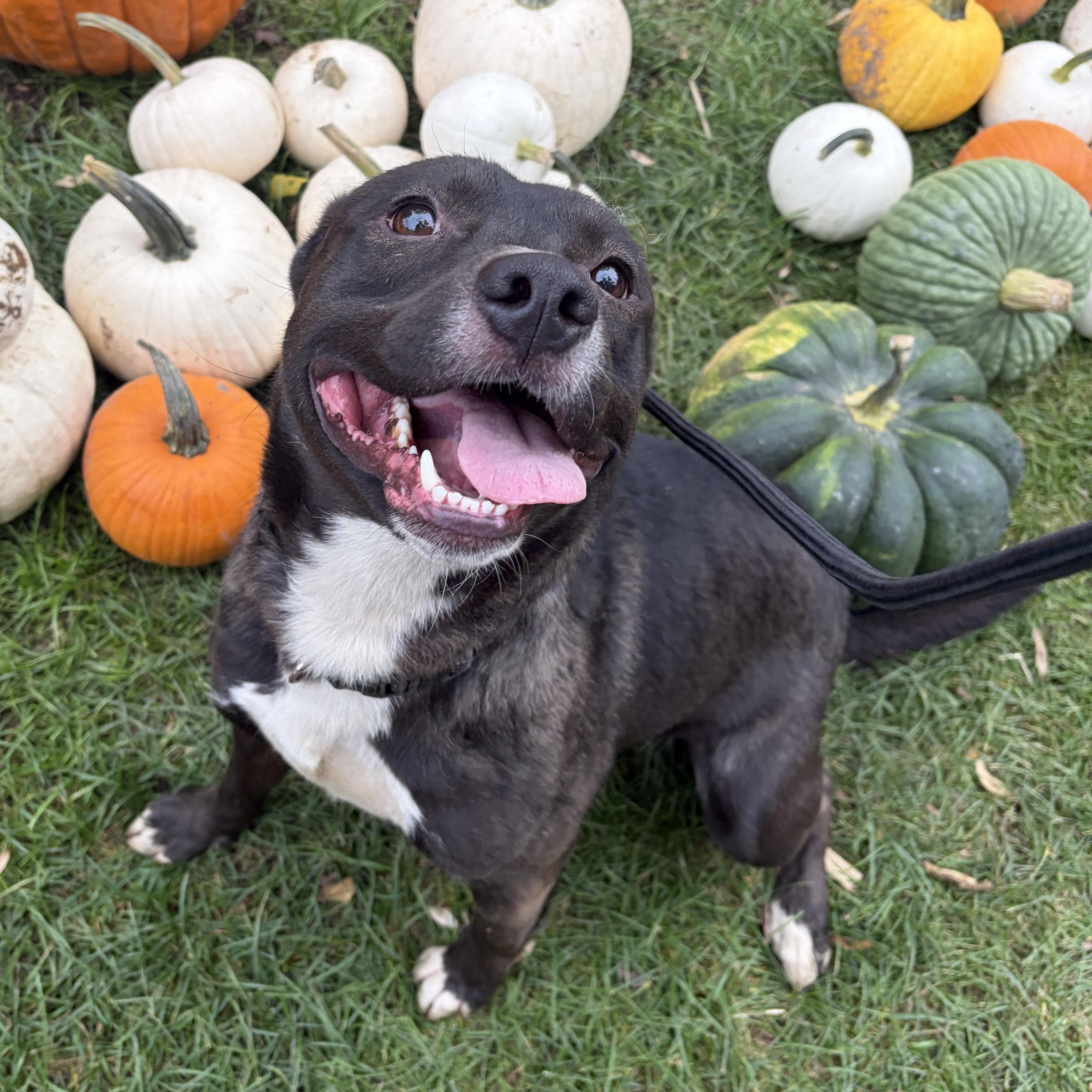 Enlarge Rick, a Adopted mixed breed in Downers Grove, IL image 2/5