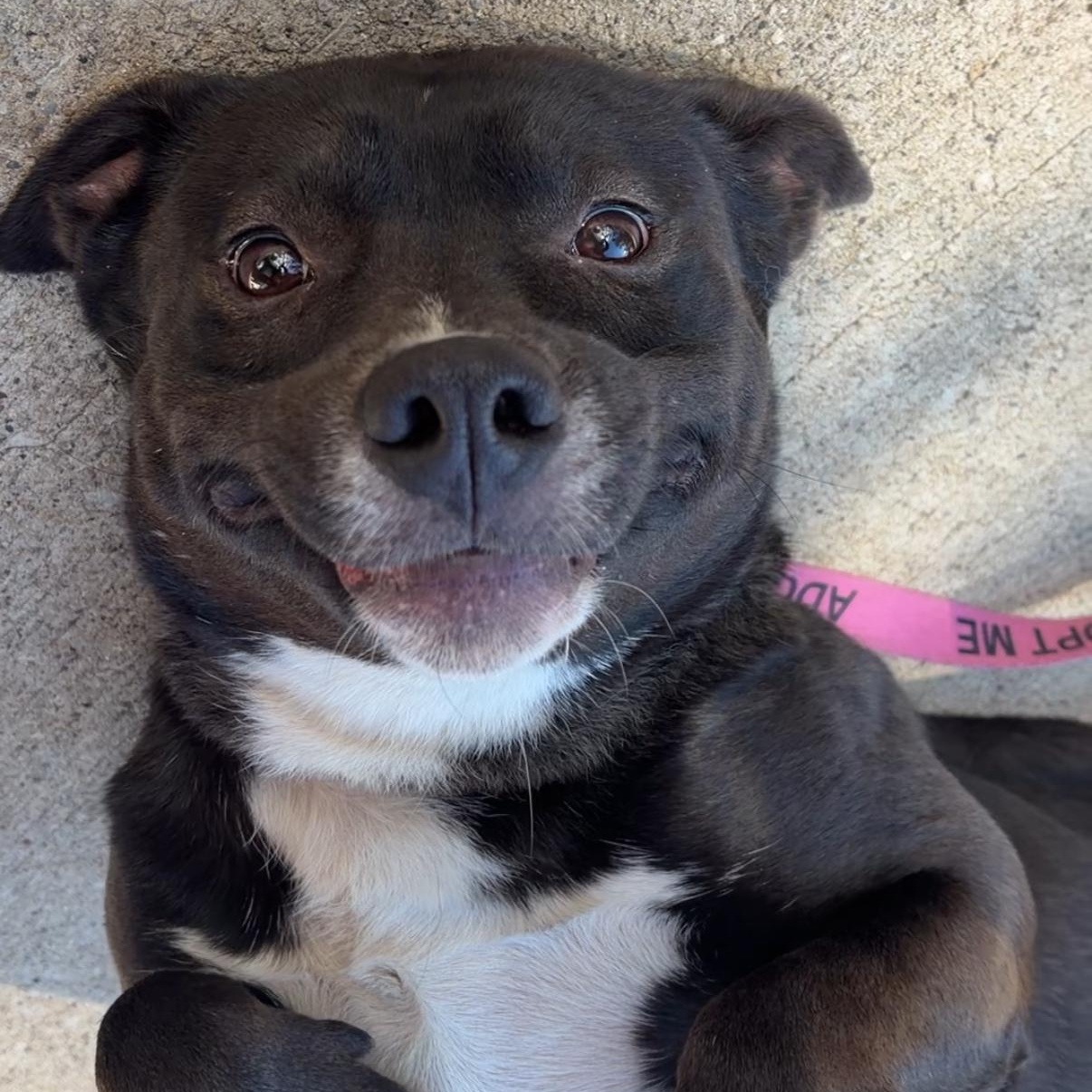 Enlarge Rick, a Adopted mixed breed in Downers Grove, IL image 1/5