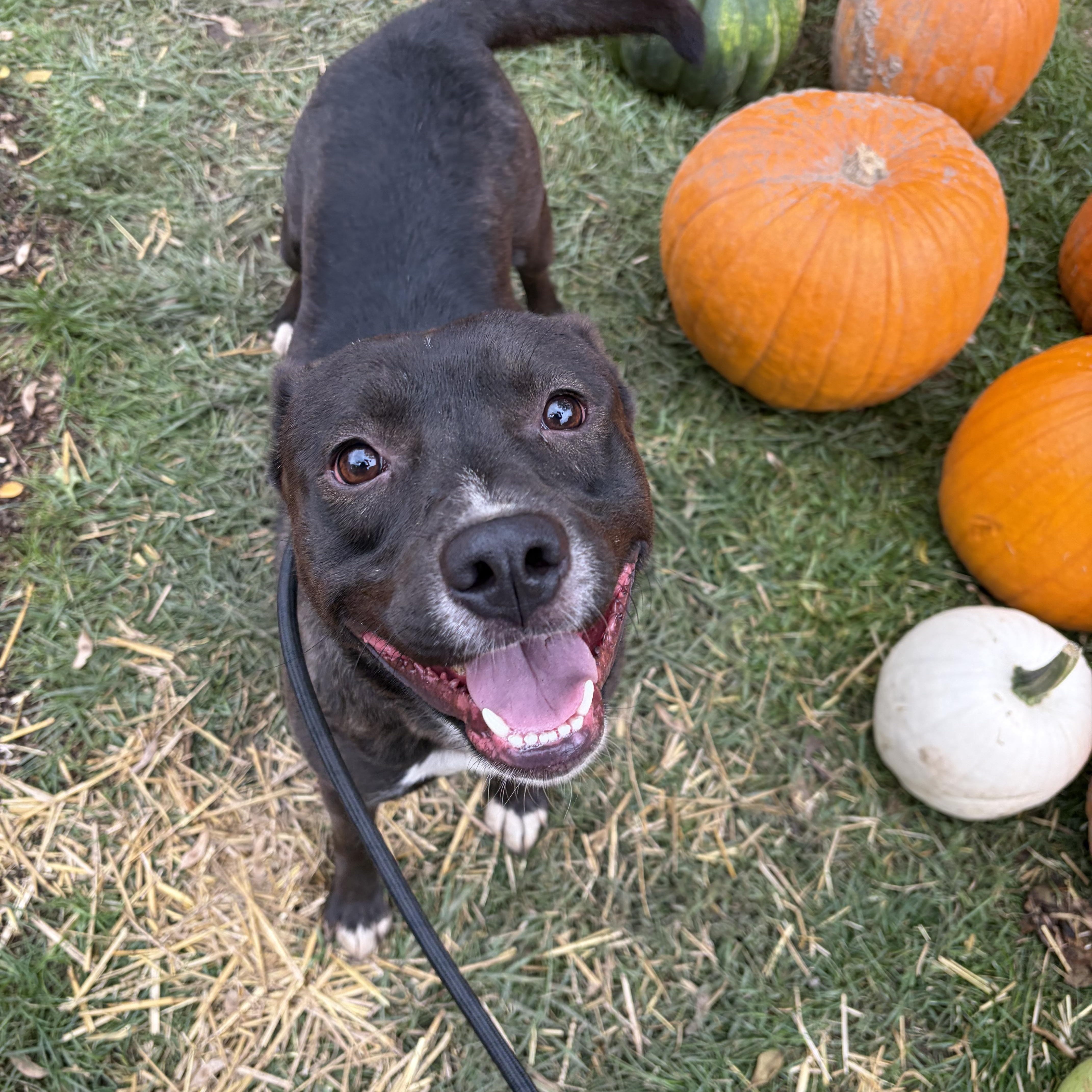 Enlarge Rick, a Adopted mixed breed in Downers Grove, IL image 3/5