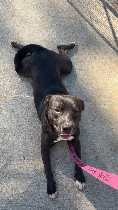 Enlarge Rick, a Adopted mixed breed in Downers Grove, IL video 4/5