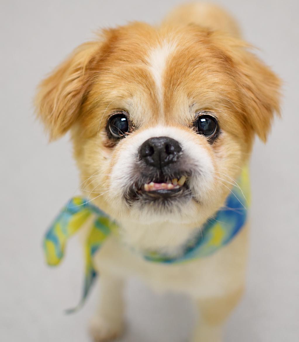 Princeton, adopted, Senior Male Pekingese.