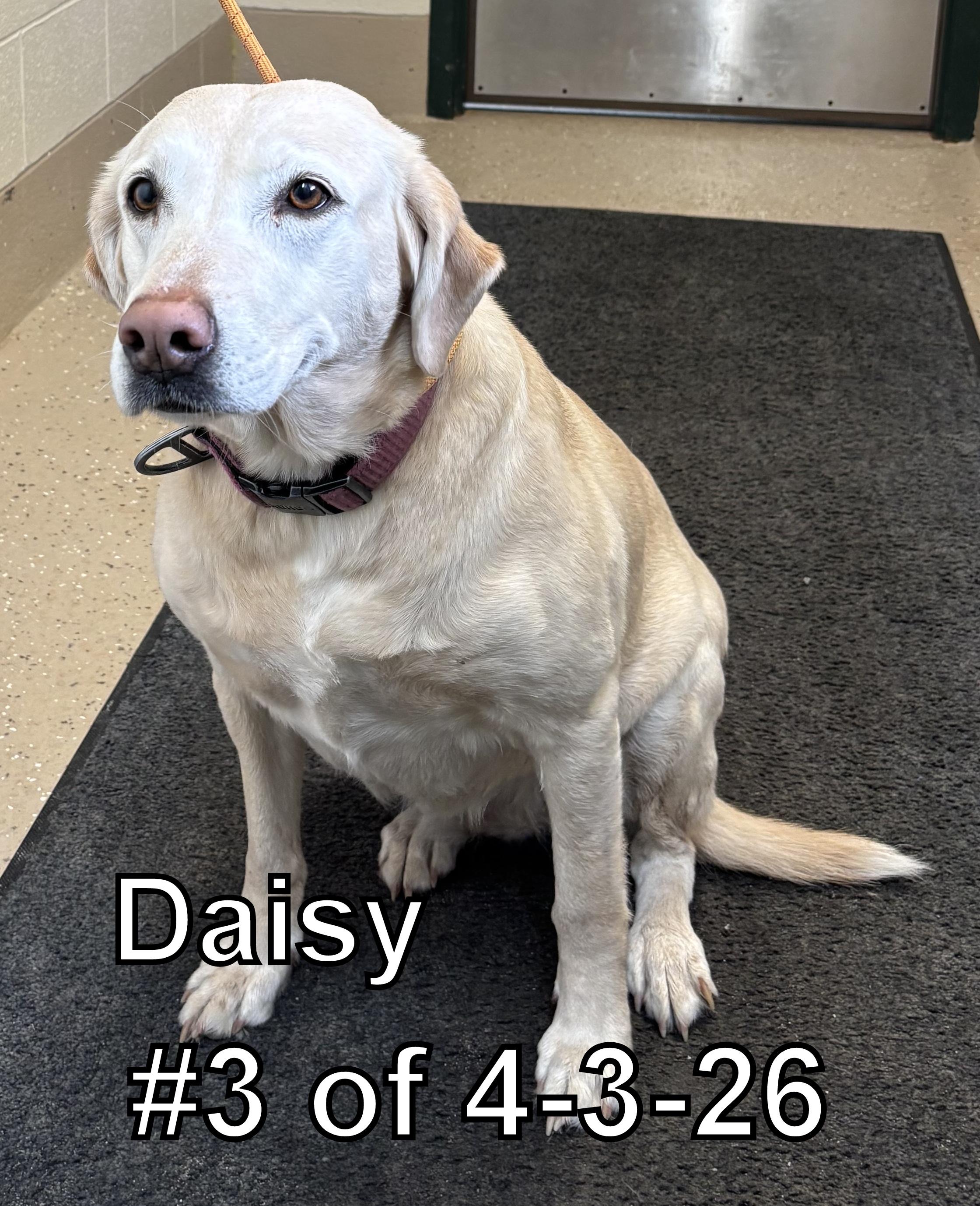 Enlarge Daisy #3 of 4-3-26, an adopted Labrador Retriever in Gaylord, MI image 1/1
