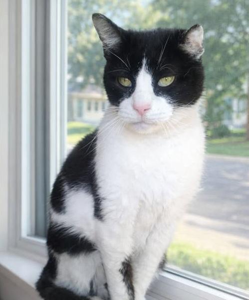 Checkers, ADOPTABLE, Adult Male American Shorthair.