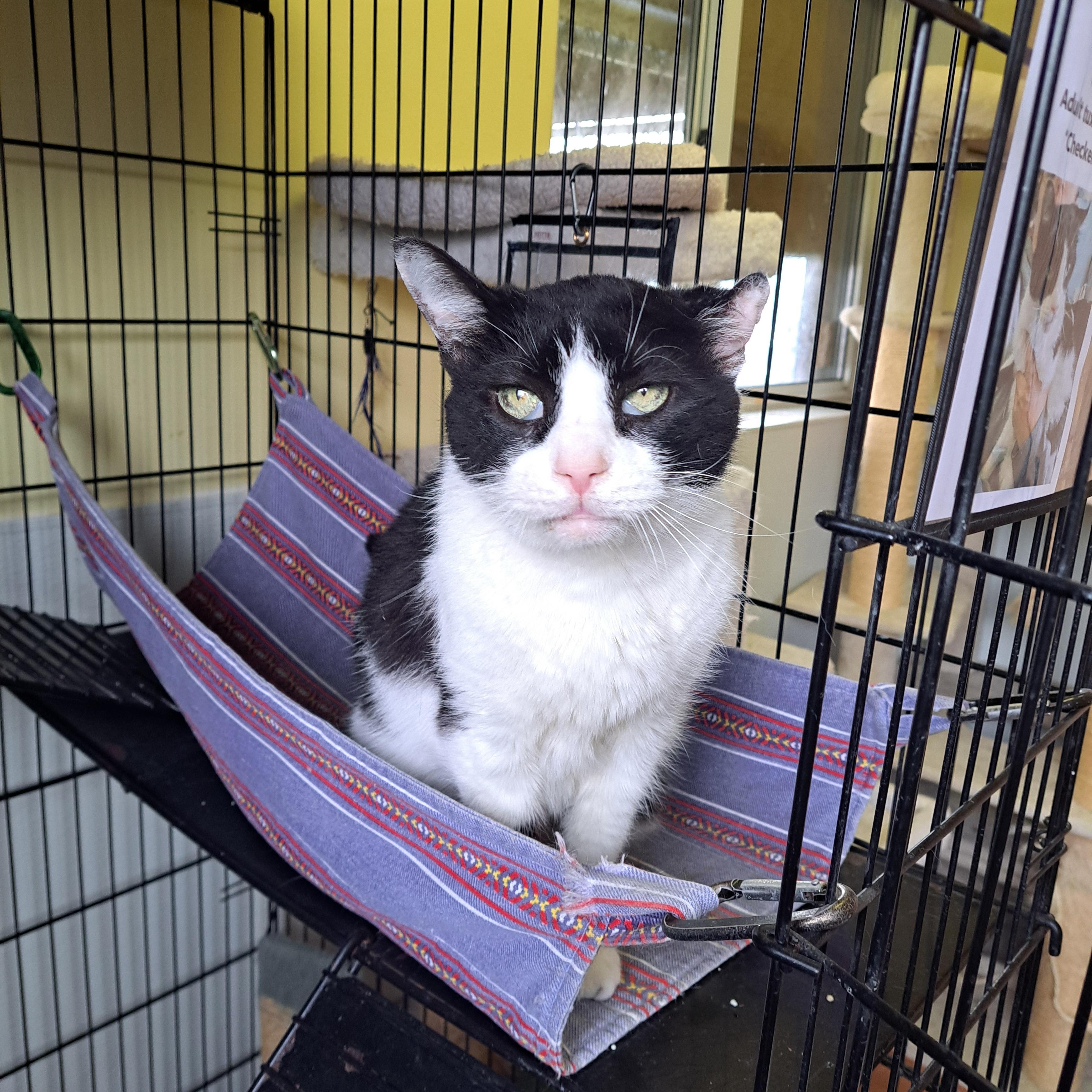 Enlarge Checkers, a ADOPTABLE American Shorthair in Lawrenceburg, KY image 5/6