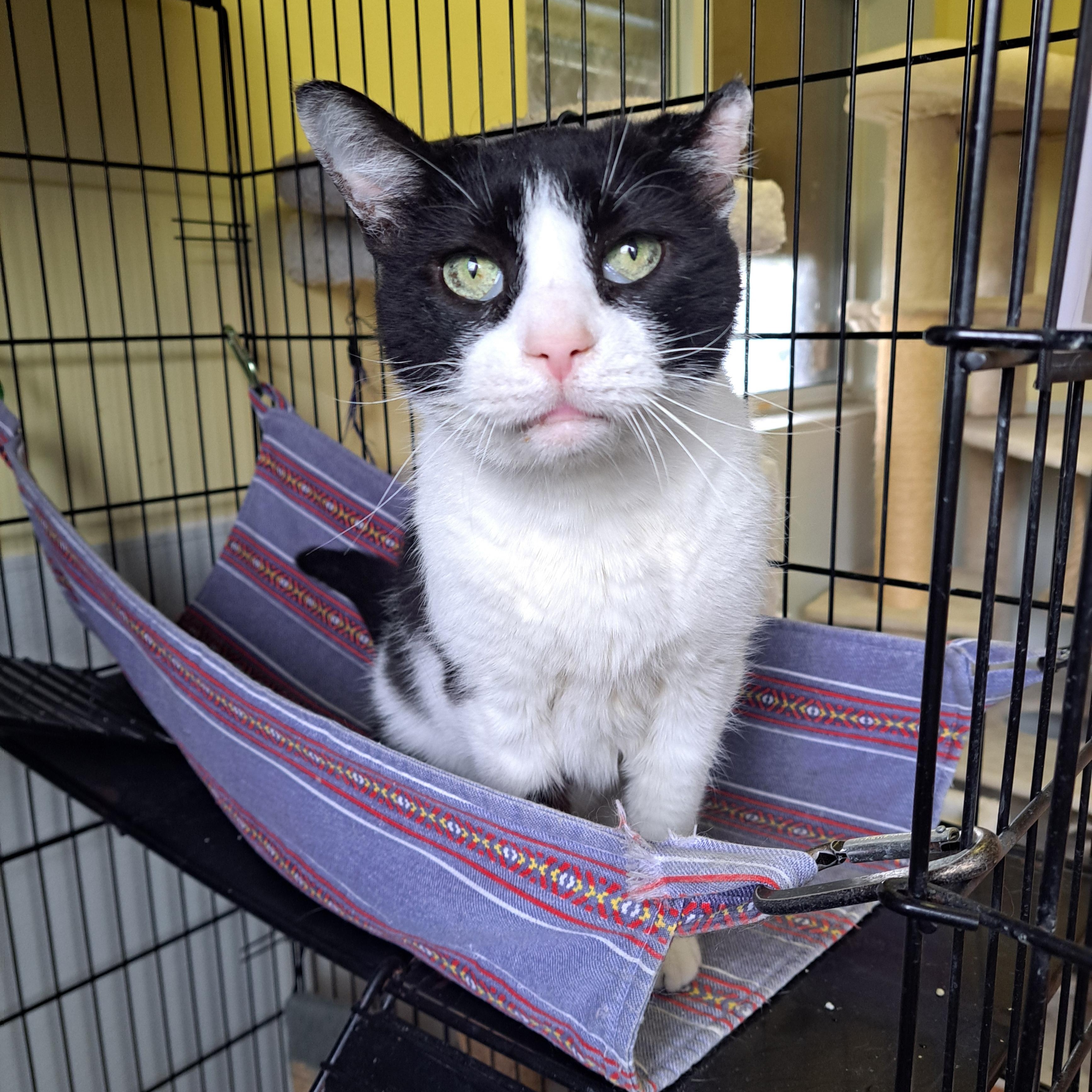 Enlarge Checkers, a ADOPTABLE American Shorthair in Lawrenceburg, KY image 2/6