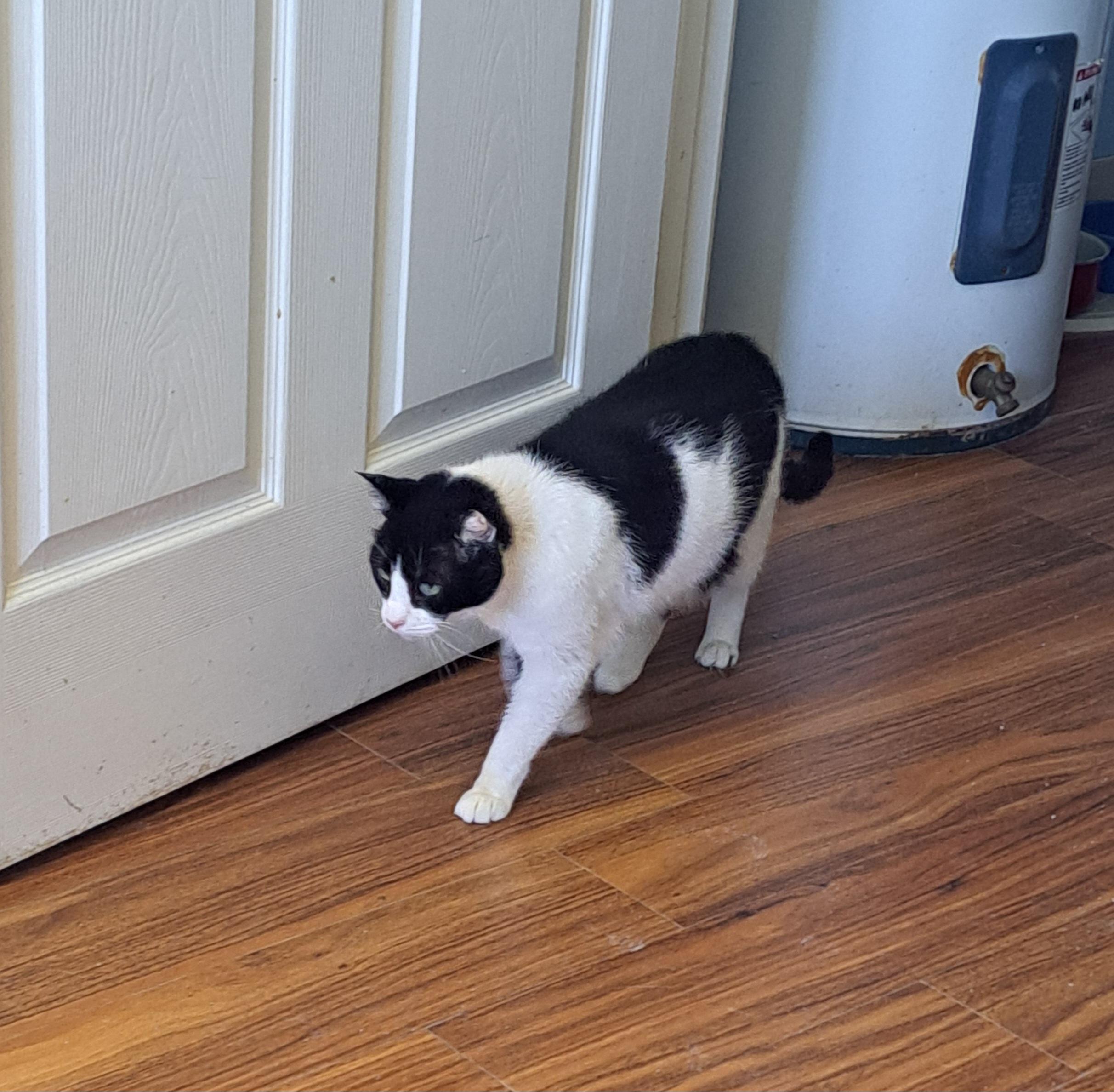 Enlarge Checkers, a ADOPTABLE American Shorthair in Lawrenceburg, KY image 4/6