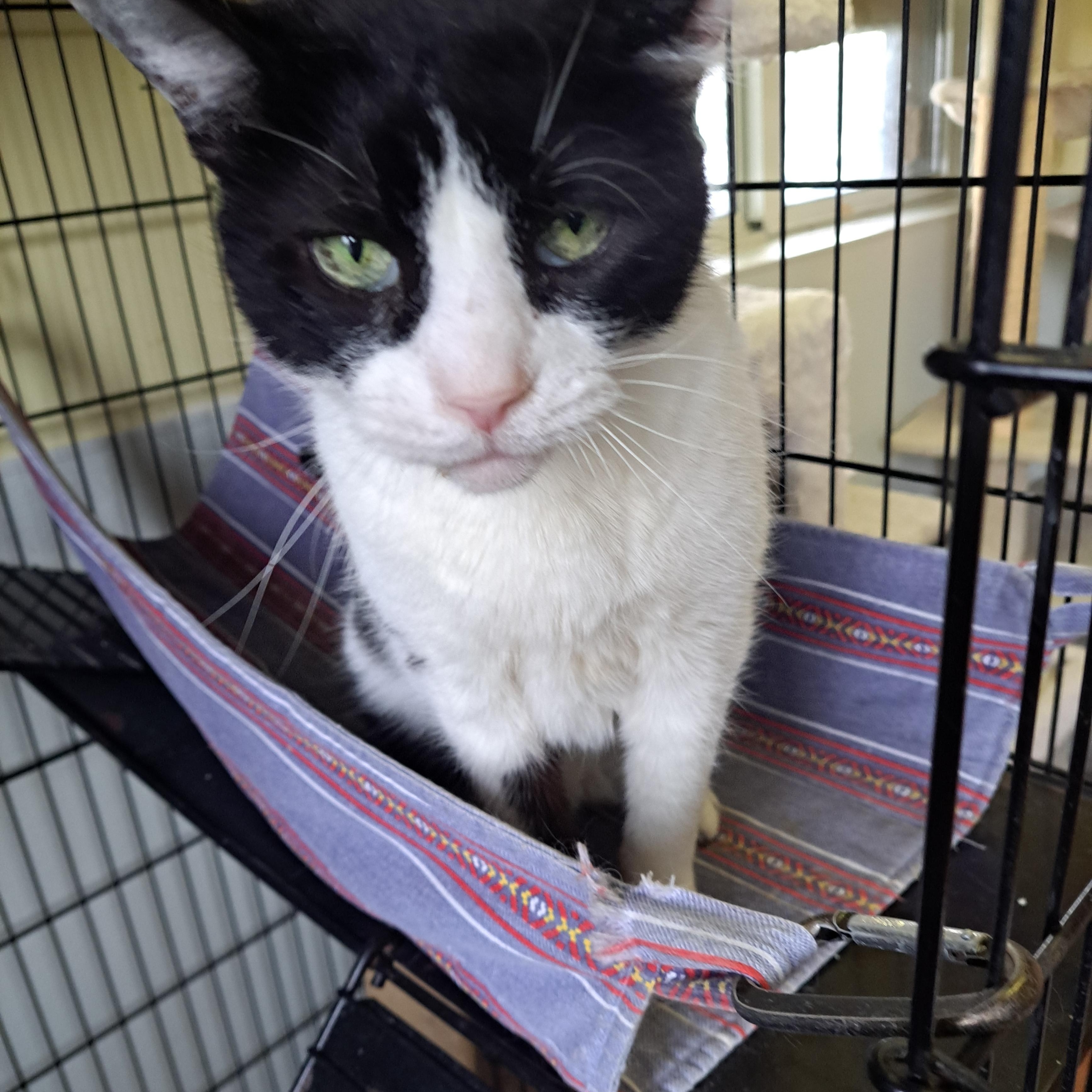 Enlarge Checkers, a ADOPTABLE American Shorthair in Lawrenceburg, KY image 6/6