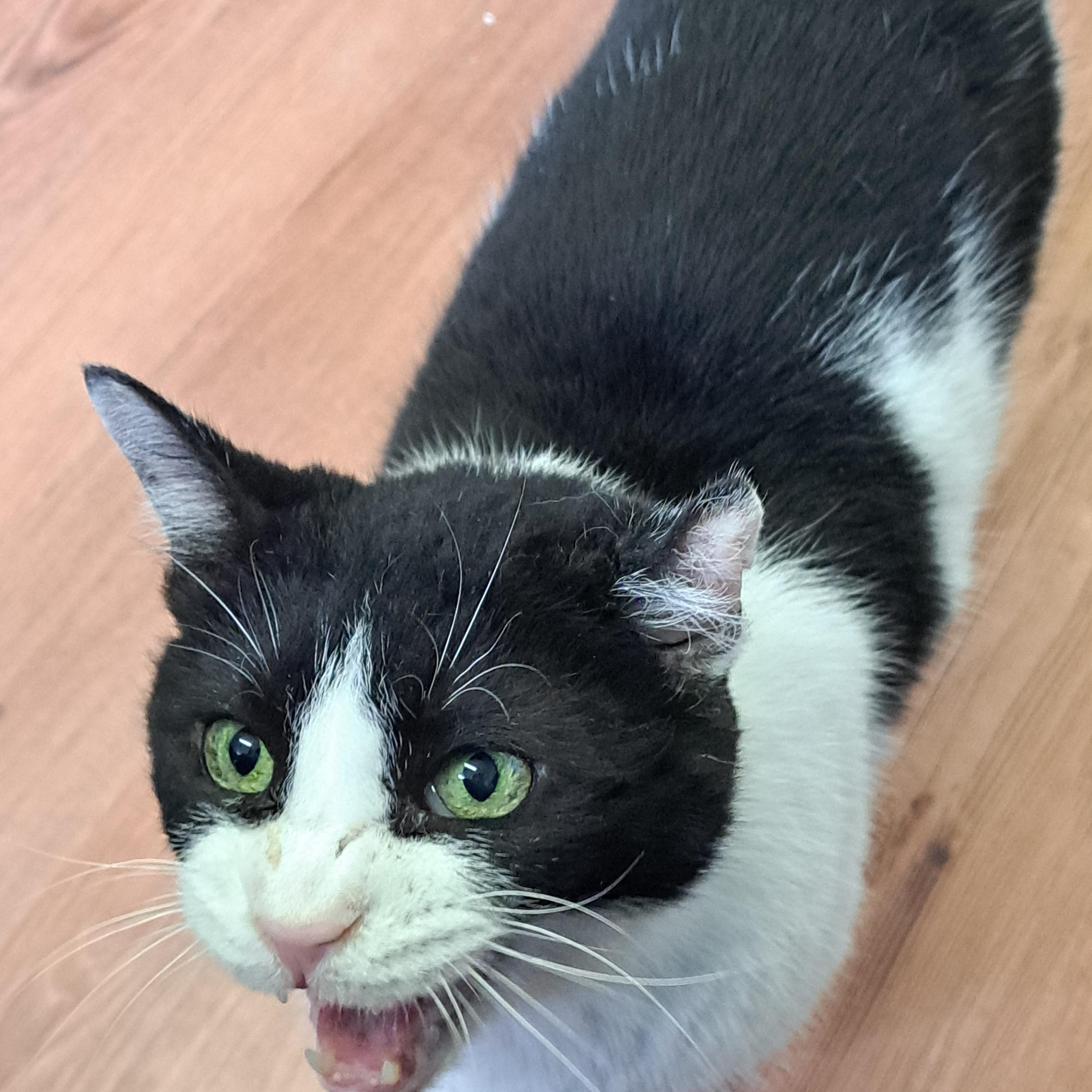 Enlarge Checkers, a ADOPTABLE American Shorthair in Lawrenceburg, KY image 1/6