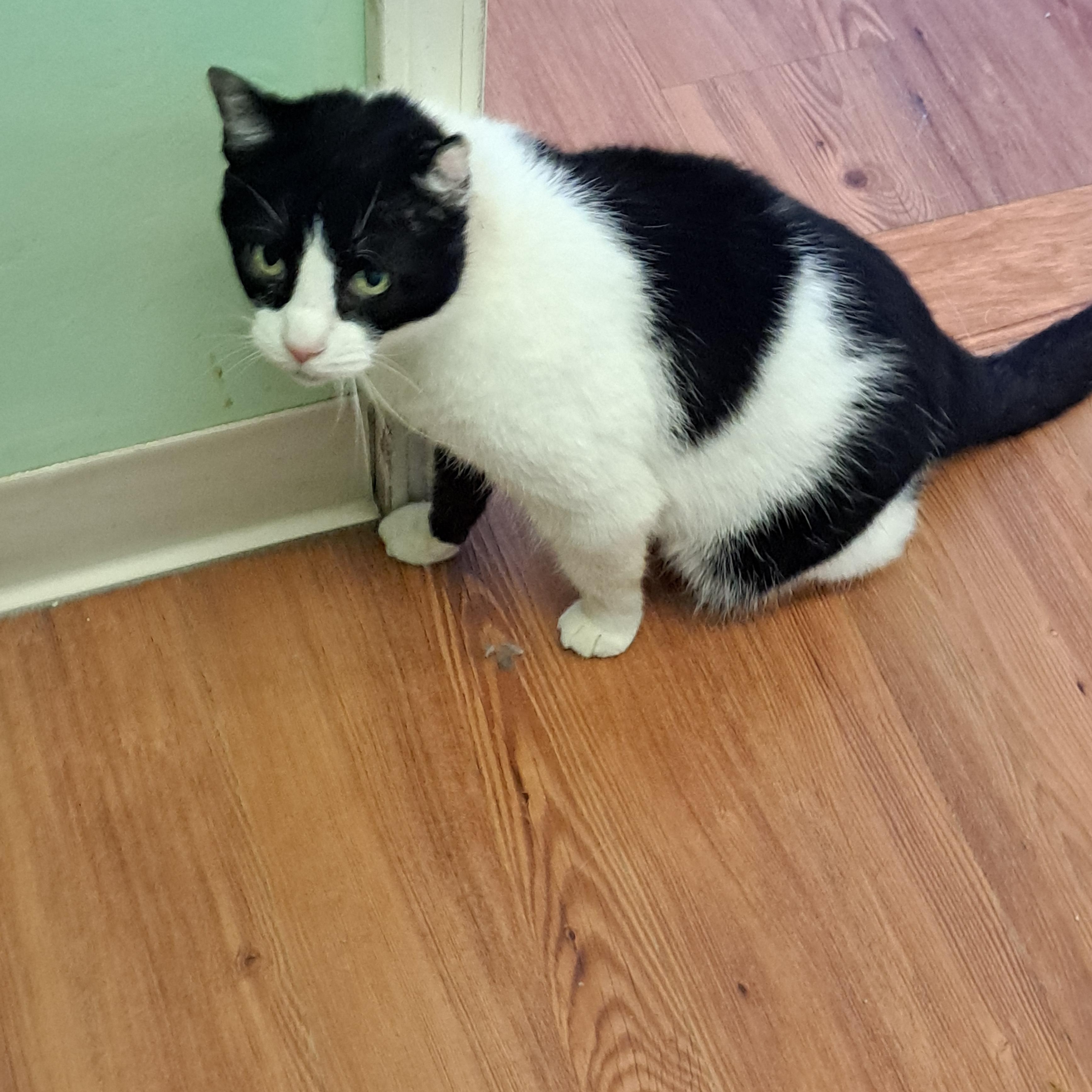 Enlarge Checkers, a ADOPTABLE American Shorthair in Lawrenceburg, KY image 3/6