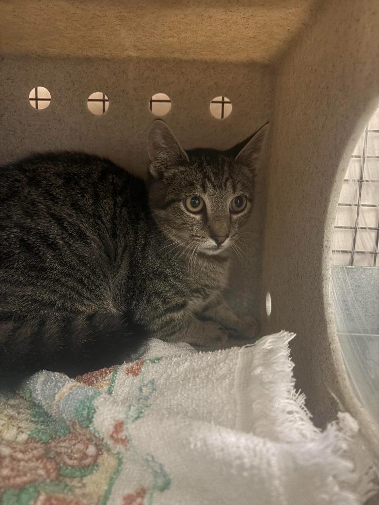 DoorDash, Adoptable, Kitten Male Domestic Short Hair.