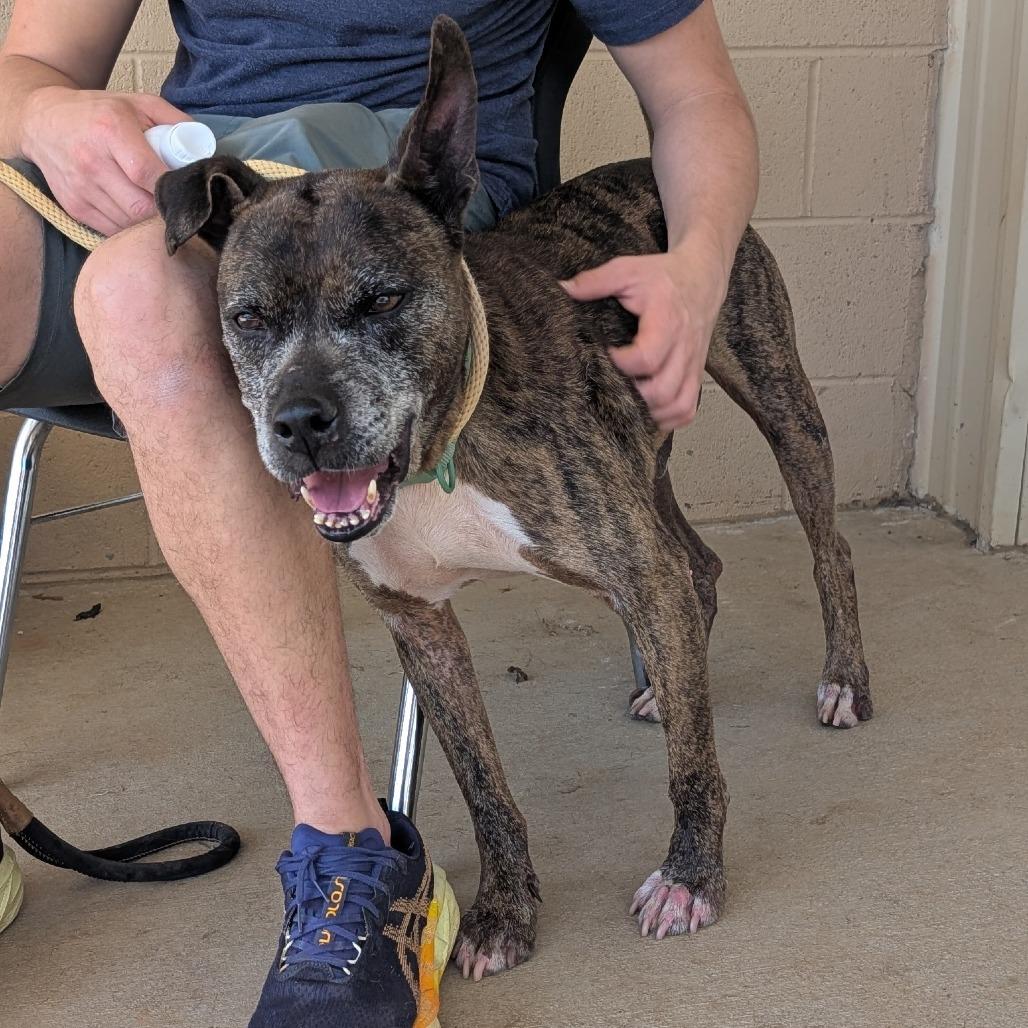 Avery(BAS), Adoptable, Senior Male American Bulldog & Mixed Breed.